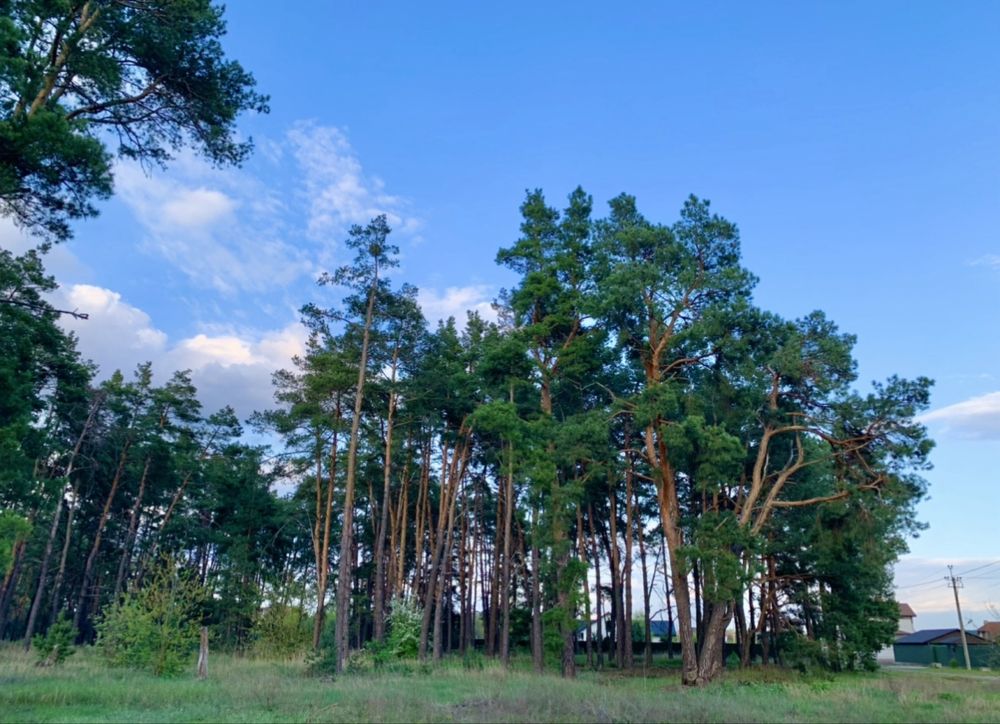 Ділянка 12 соток, с.Новосілки Вишгородського р-ну. Киів-25 хв.