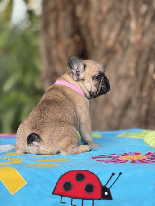 Дівчинка КСУ від батьків Чемпіонів Украіни