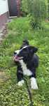 Border Collie zapraszam