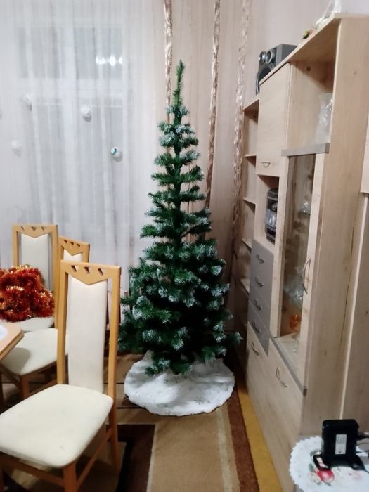 Choinka 220 cm  roczna