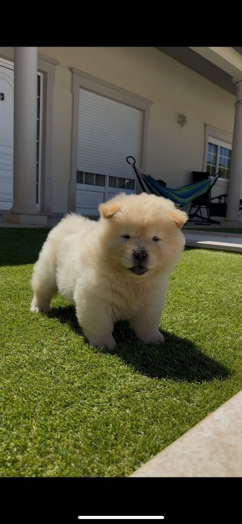 Magnífica chow chow fêmea