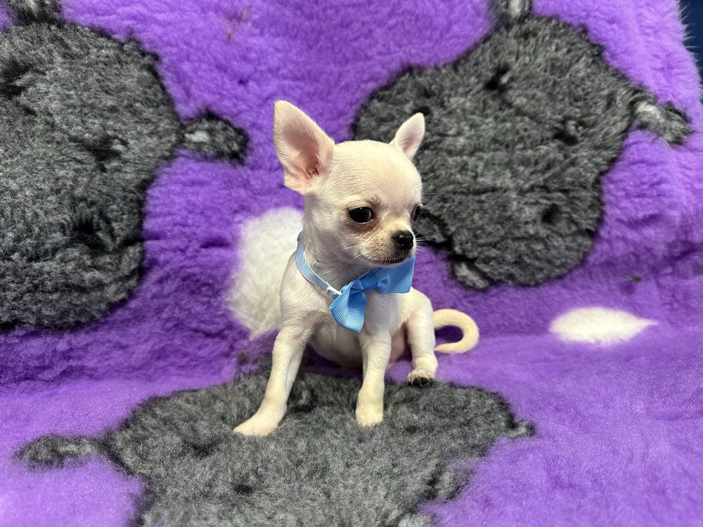 Chihuahua chlopiec szczenie FCI