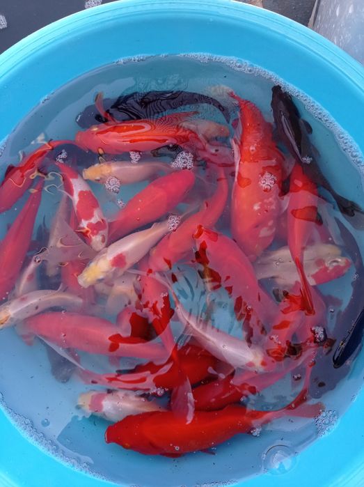 Kinguios cometas e sarasas peixes adultos
