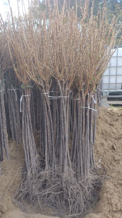 Drzewka owocowe Stare odmiany