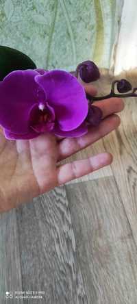 Орхидея малинового цвета