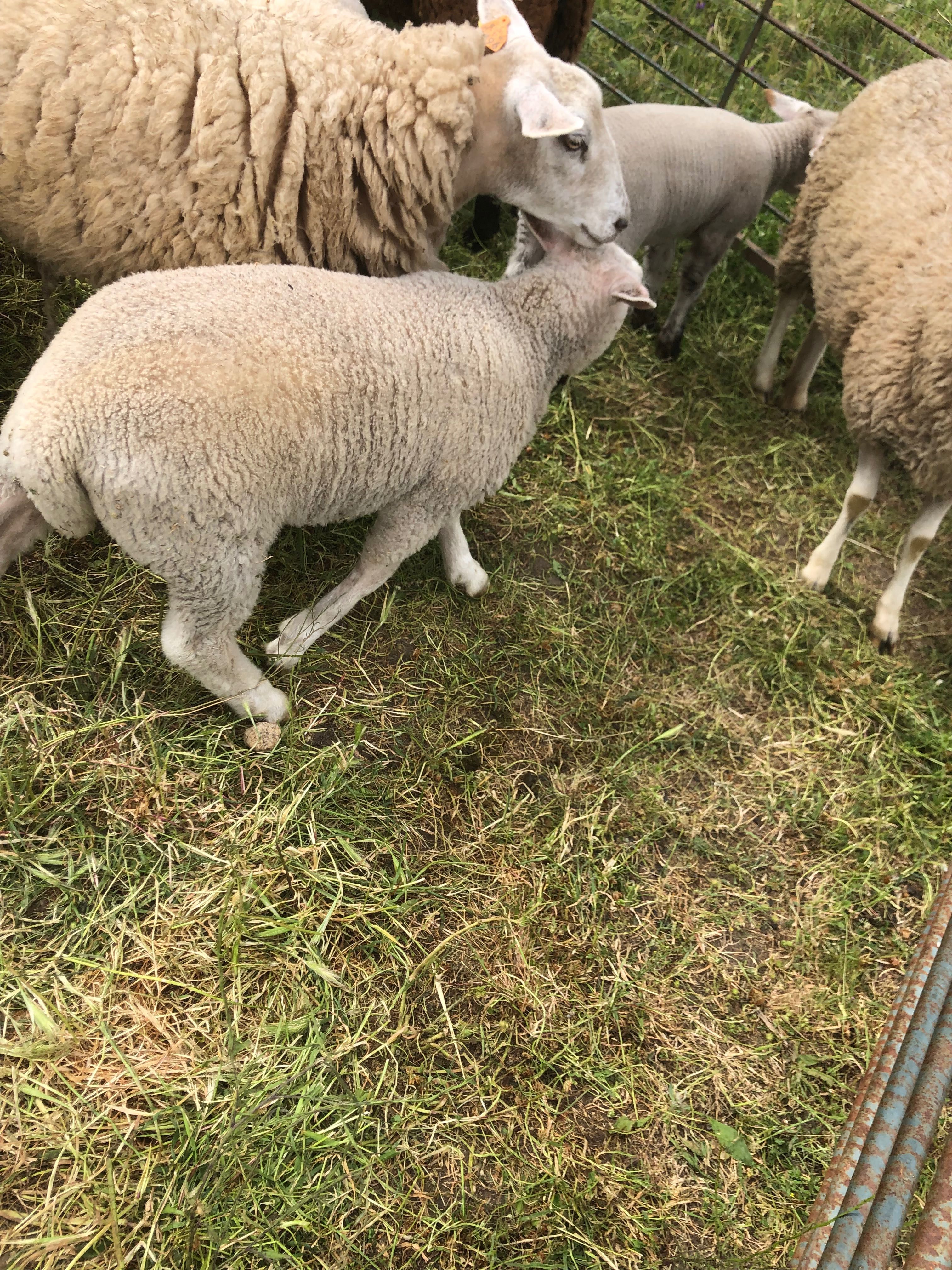 Borrego cruzado de texel