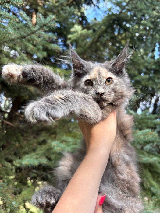 Кішечка мейн кун зі всіма документами WCF та доставкою Україною