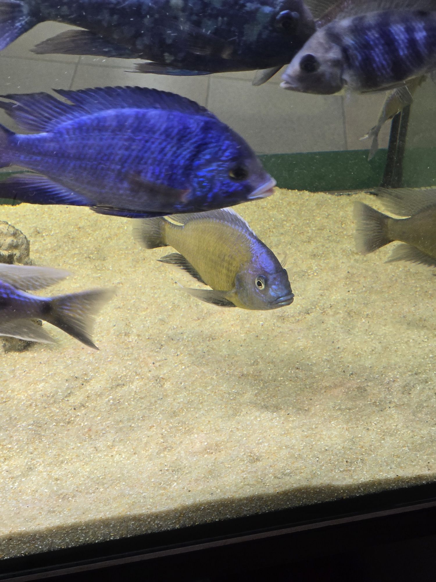 Copadichromis borleyi