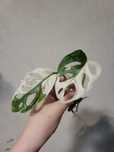 Monstera adansonii variegata