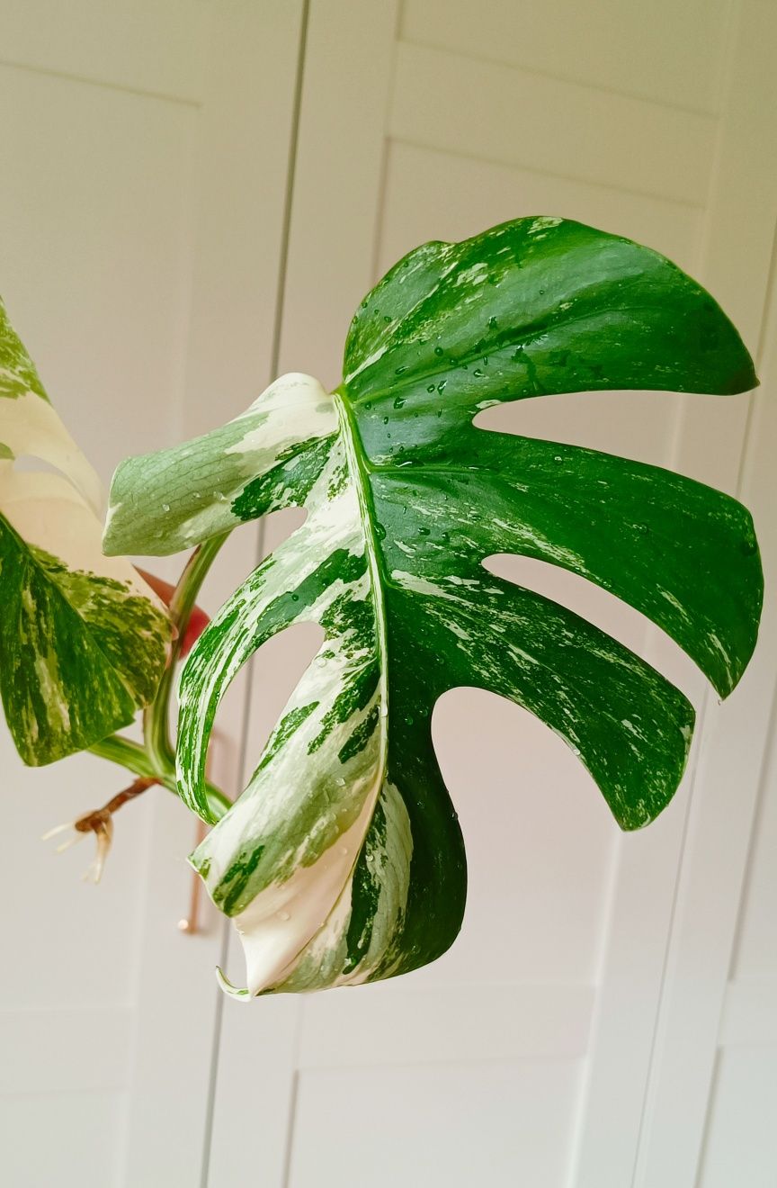 Monstera deliciosa variegata szczyt