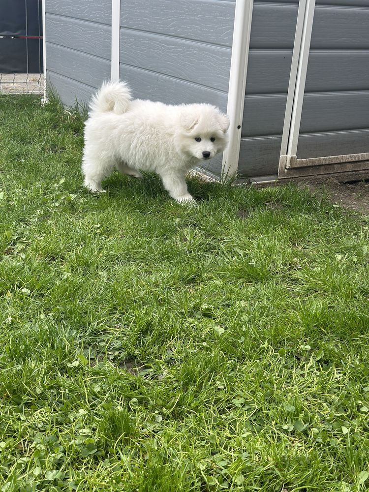 Piesek Samoyed Samiec