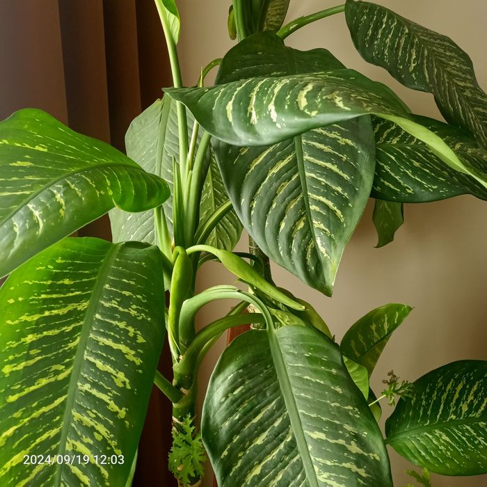 Difenbachia duża 2m