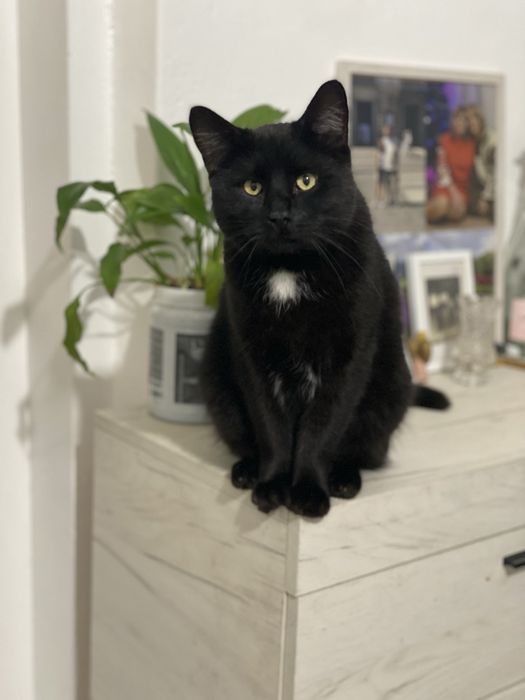 Великий , молодий котик у добрі руки