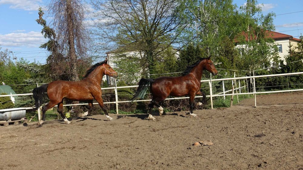 Para klaczy KWPN 3,5 letnie