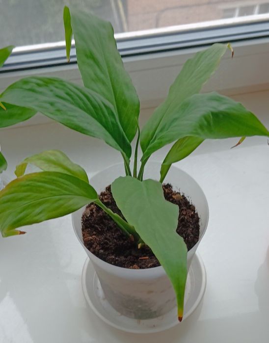 ,шлюмбергер, різдвяник,Аглаонема,,грошове дерево , спатифілум