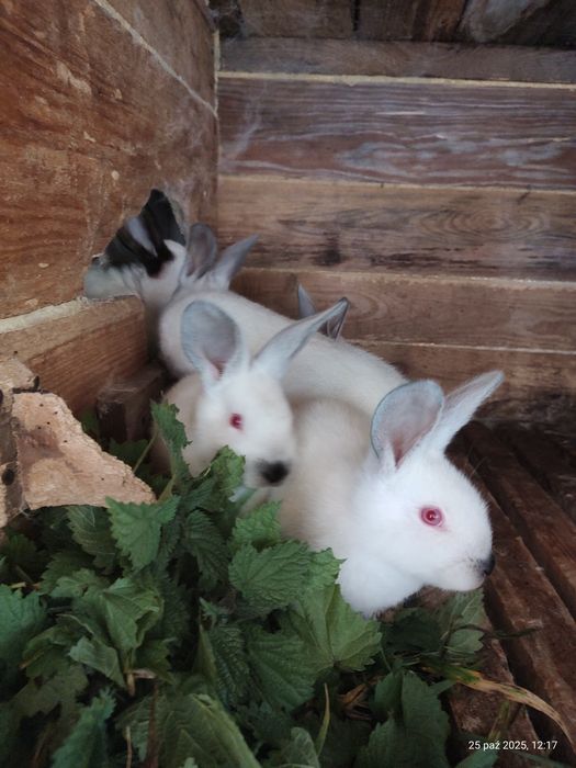 Sprzedam młode króliki kalifornijskie