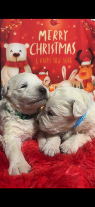 Owczarek Podhalański Rodowód, Metryka, Chip