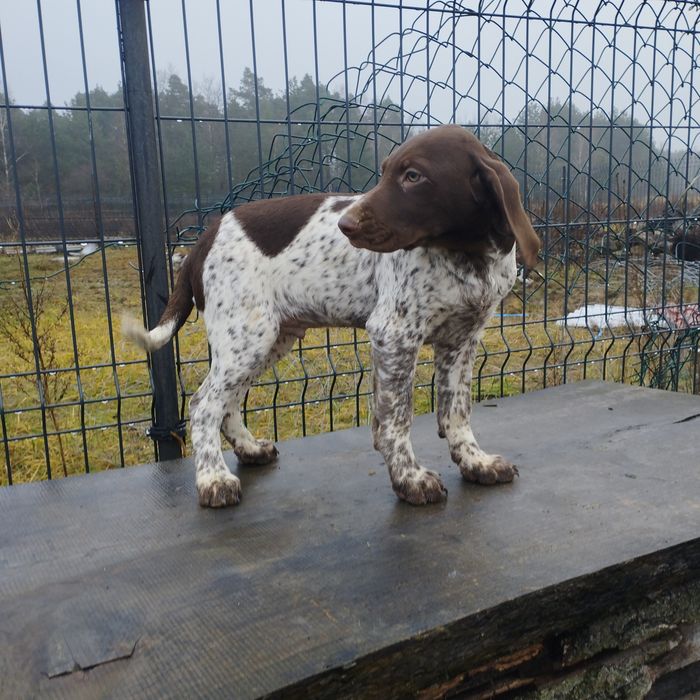 Wyżeł Niemiecki Krótkowłosy