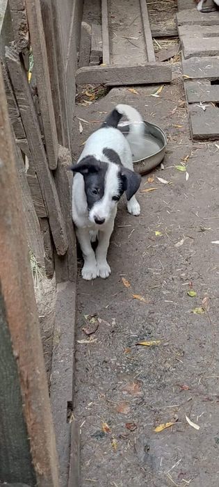 Щенки Приют Боярки