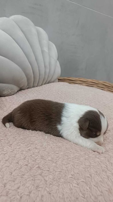 Owczarek Australijski – Suczka – Red Tri.