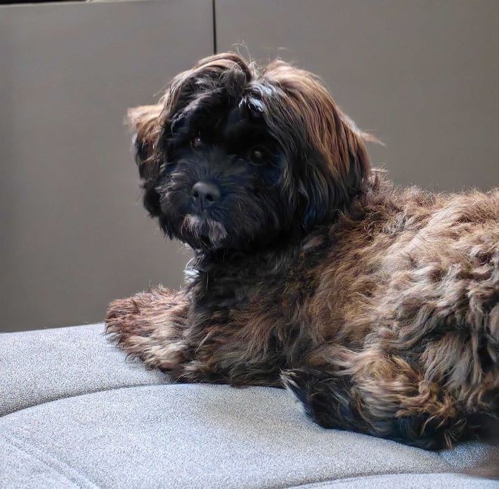 Pies samiec Shihpoo – Pudel miniatura red i Shih tzu tricolor.