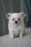 ***Chihuahua długowłosa suczka**