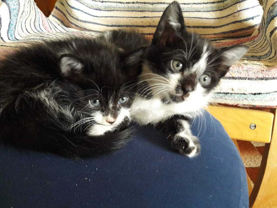 Gatinhas para doar - em Coimbra