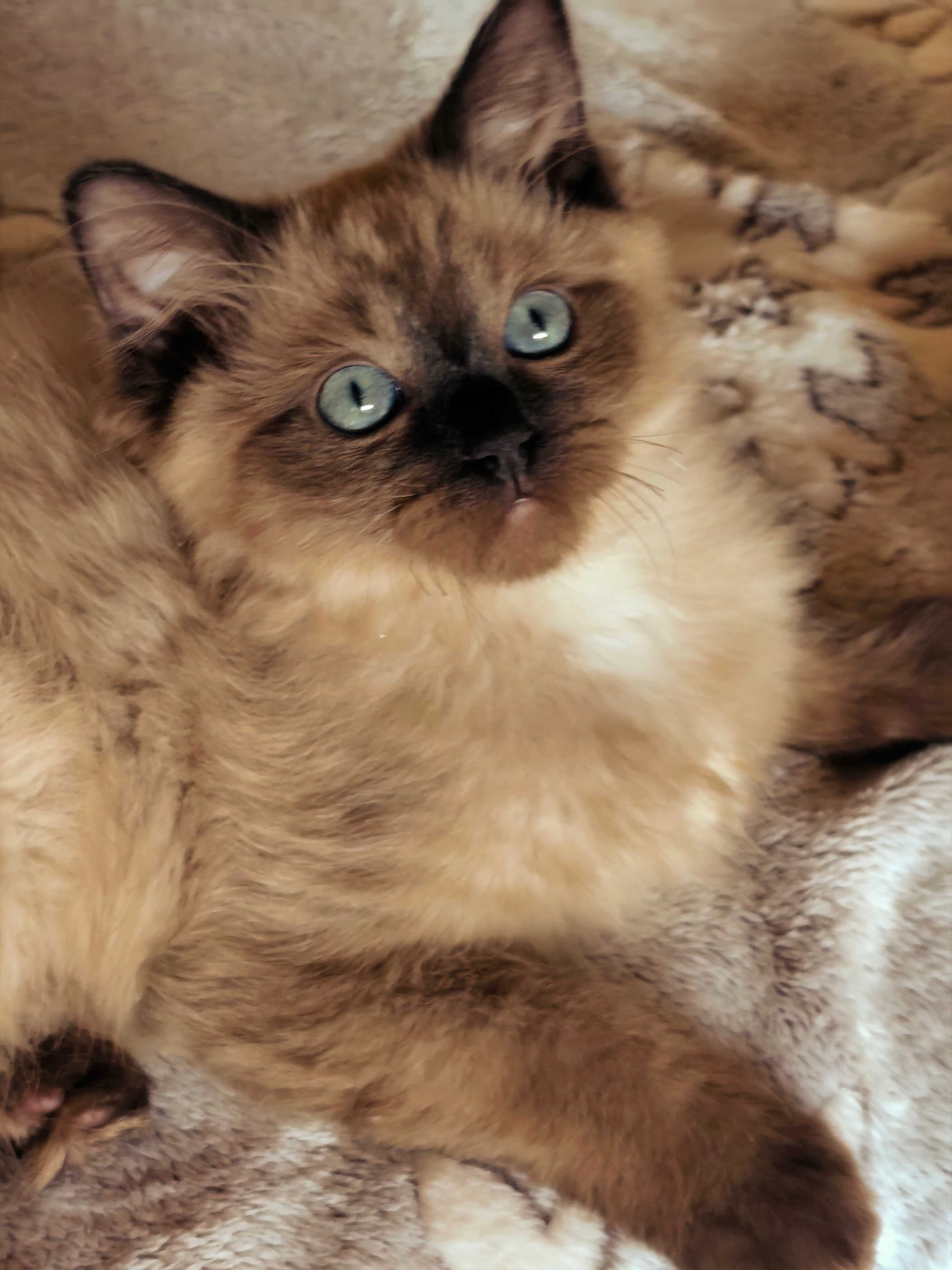 Ragdoll Cherubim Mink Czekoladowy kocurek rodowód TICA