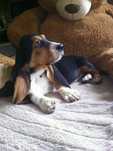 Basset hound uroczy piesek