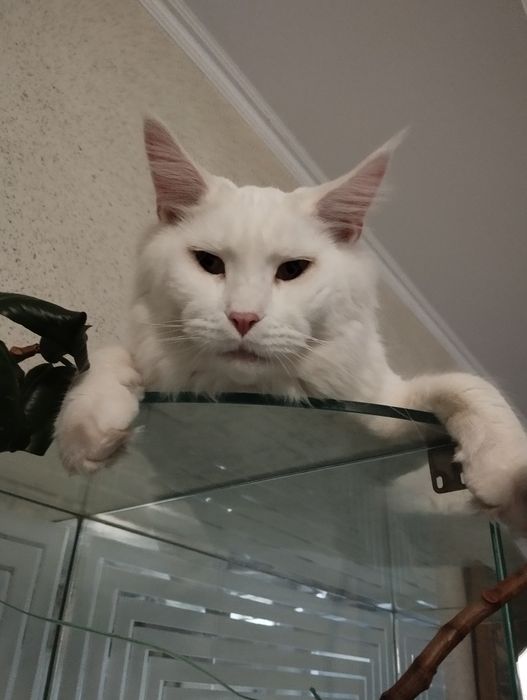 Кот Мейн-Кун для случки белый