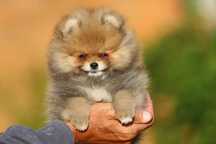 Szpic Miniaturowy Pomeranian - piesek
