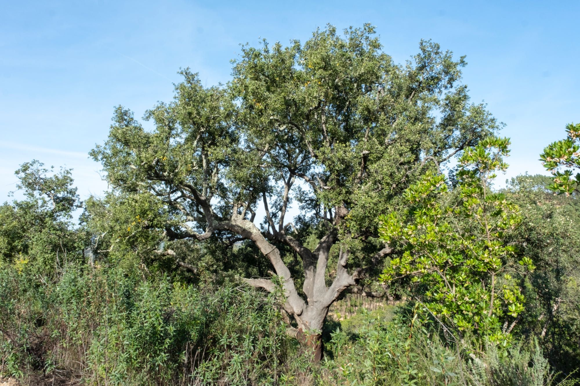 Herdade Alentejo Sabóia Odemira