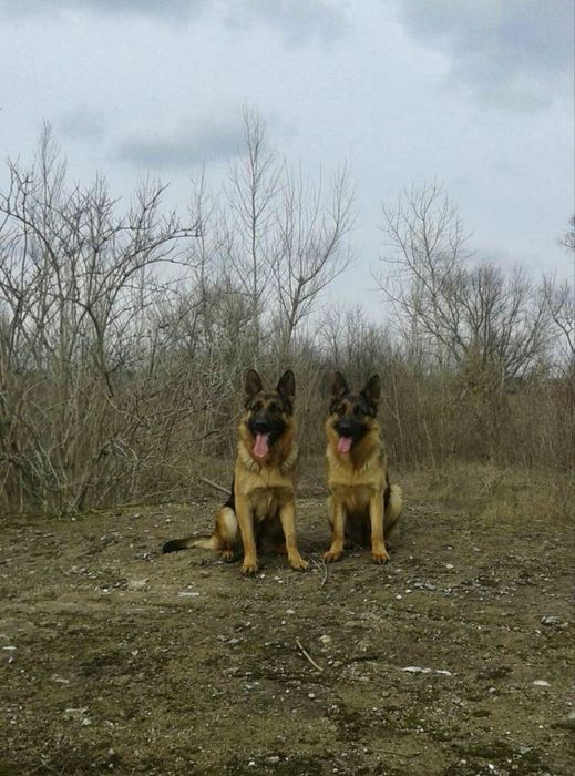 Щенок немецкой овчарки