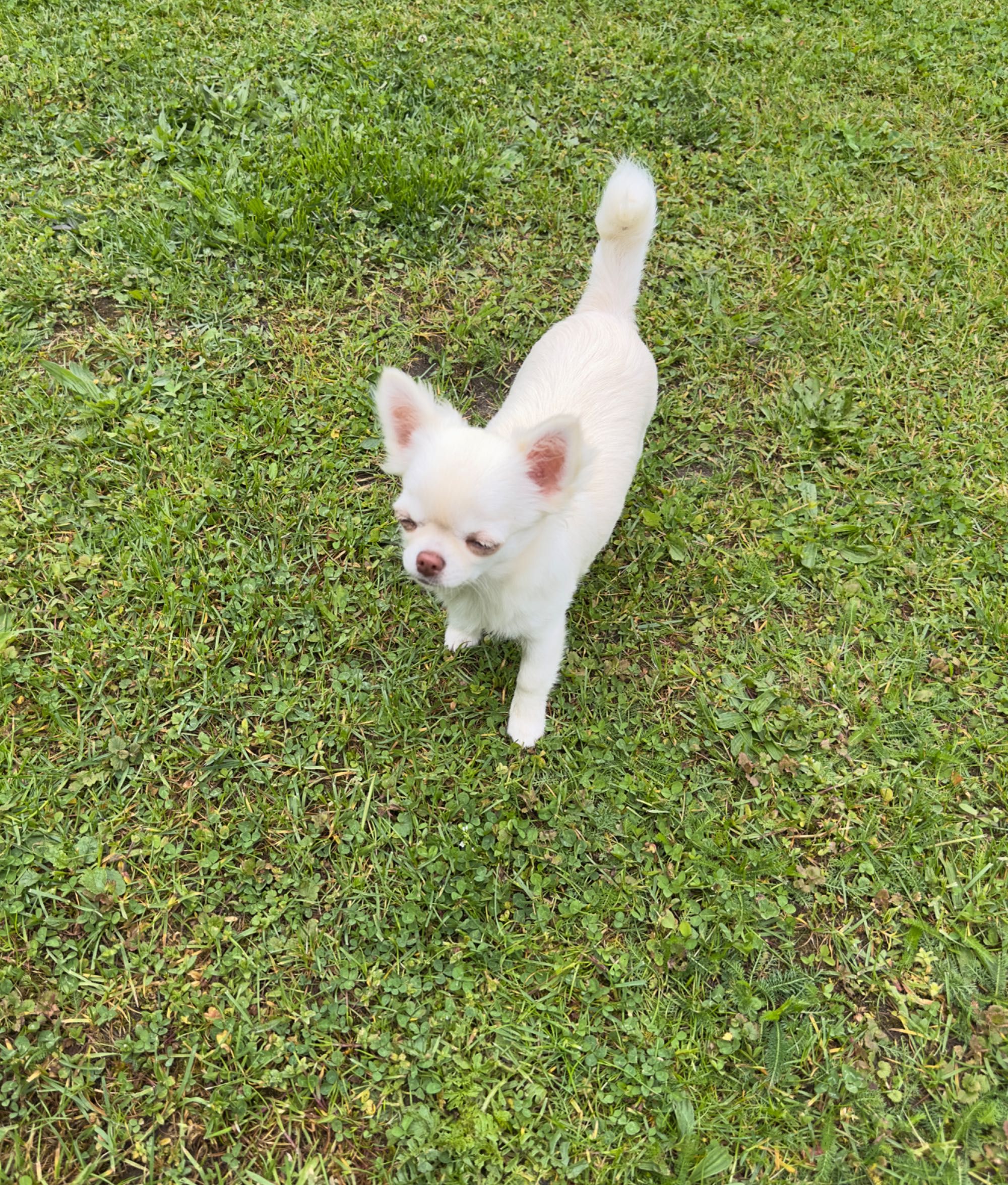 Suczka chihuahua długowłosy