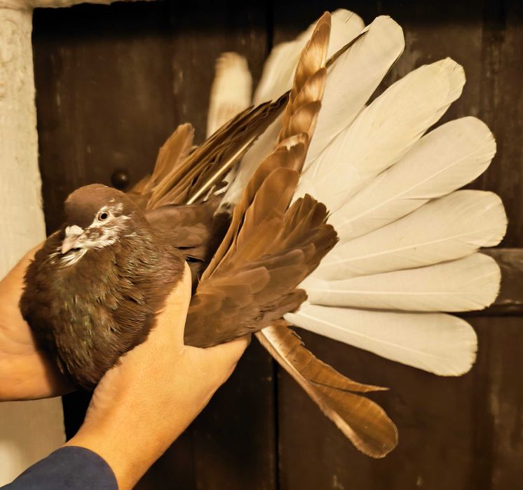 Gołębie szaryki orliki