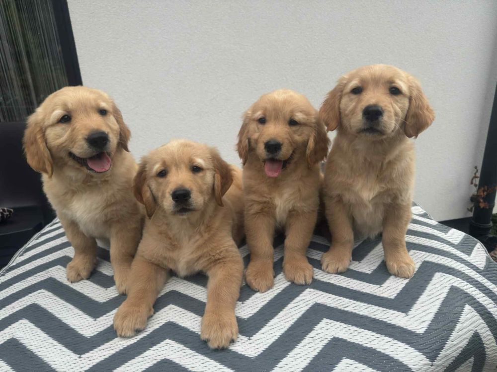 Golden Retriever