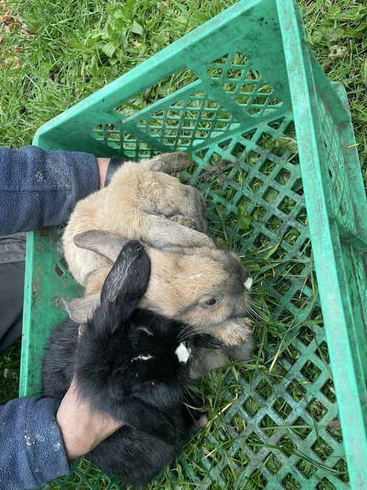 Kroliki rasy mini lop