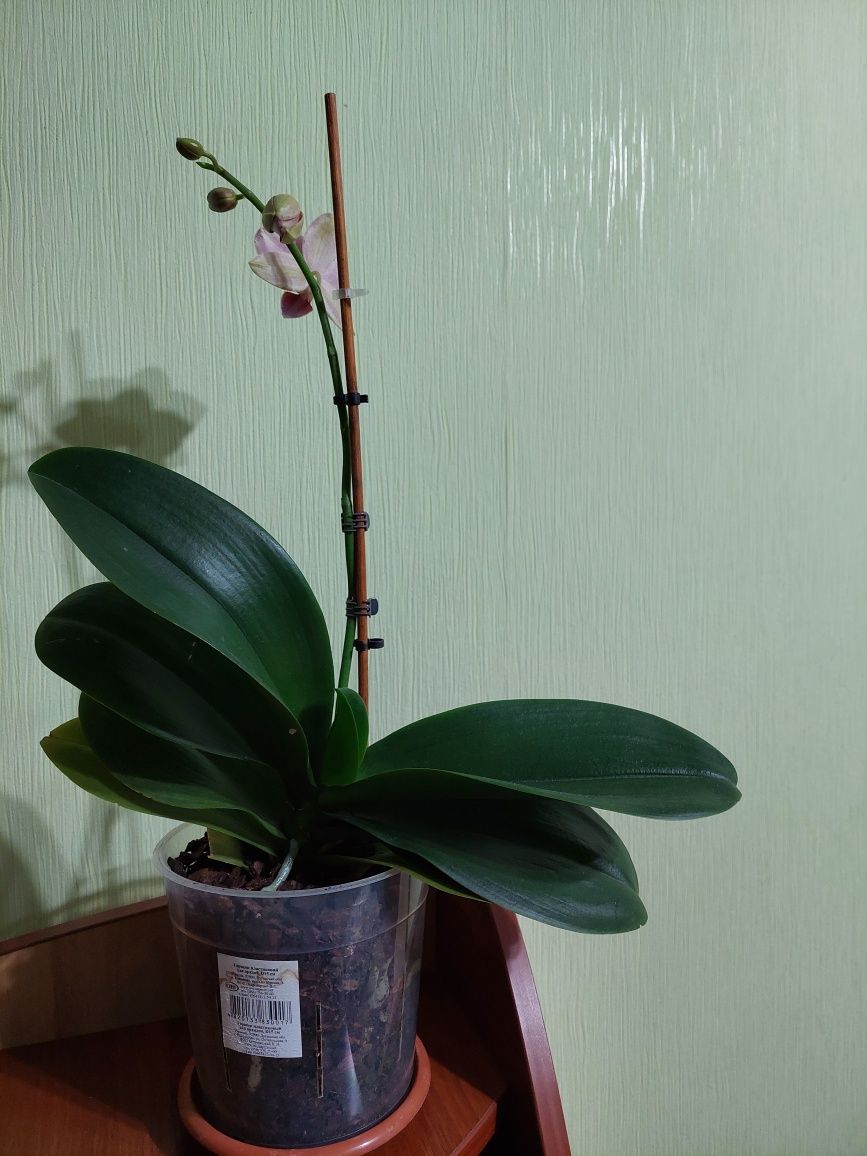 Продам домашние орхидеи