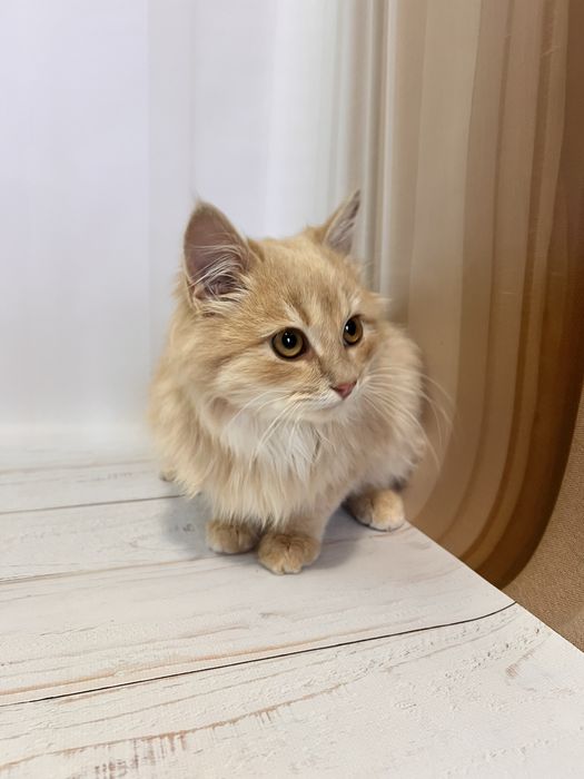 Кошеня 3,5 місяці