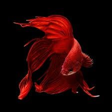 Петушок!Большой выбор:вуаль,корона,супердельта,дамбо,халфмун,плакат