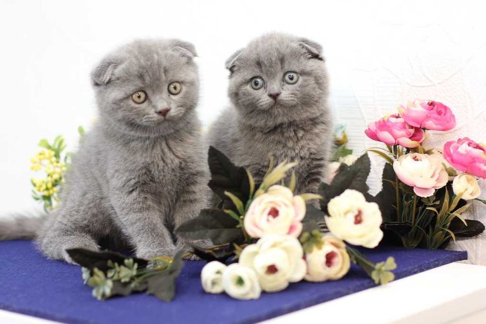 Шотландские вислоухие котята
