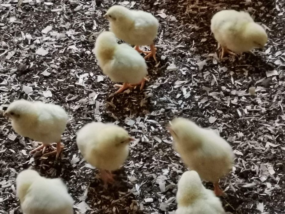 Brojlery, kury rzeźne