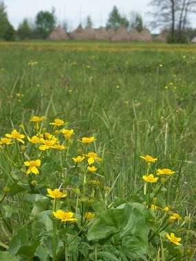 Siano / trawa na pniu 40ha