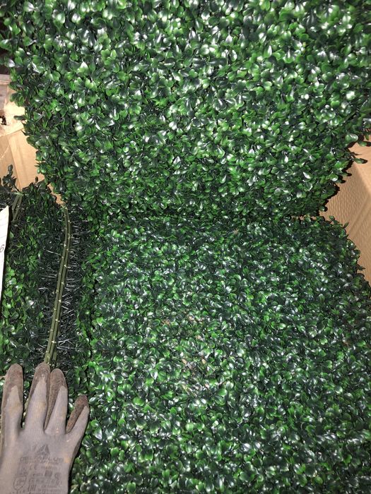 Bukszpan zielona ściana