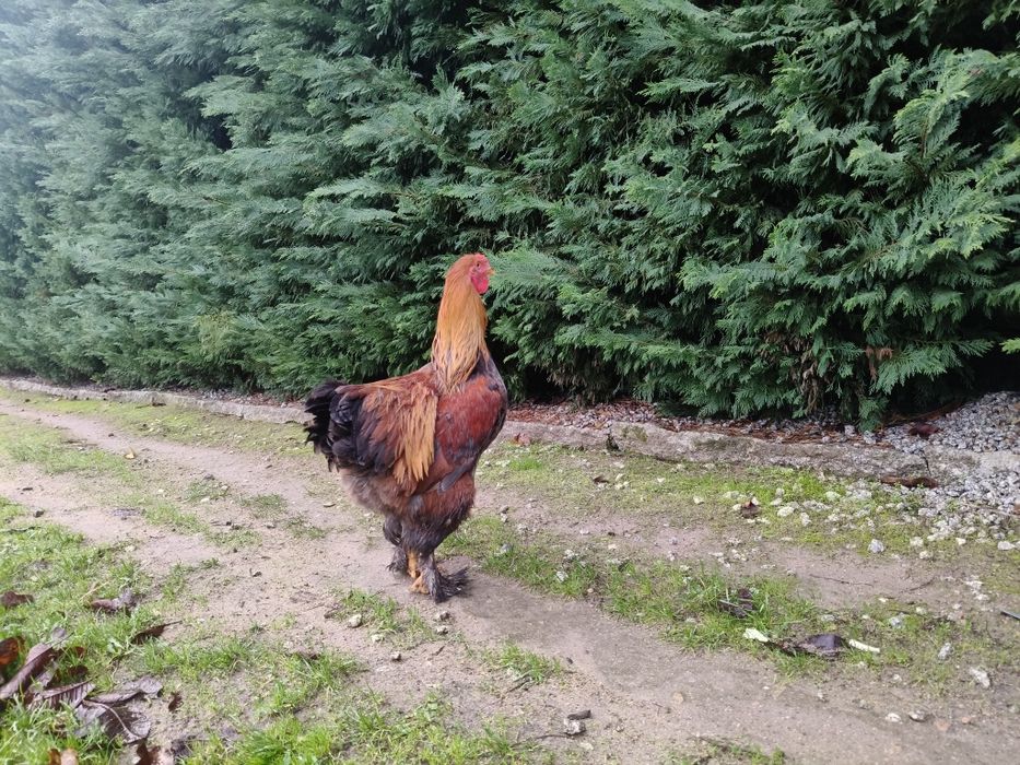 Galo Brahma Perdiz dourado