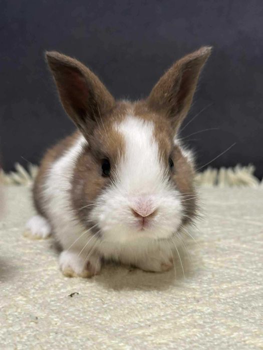 królik miniaturka