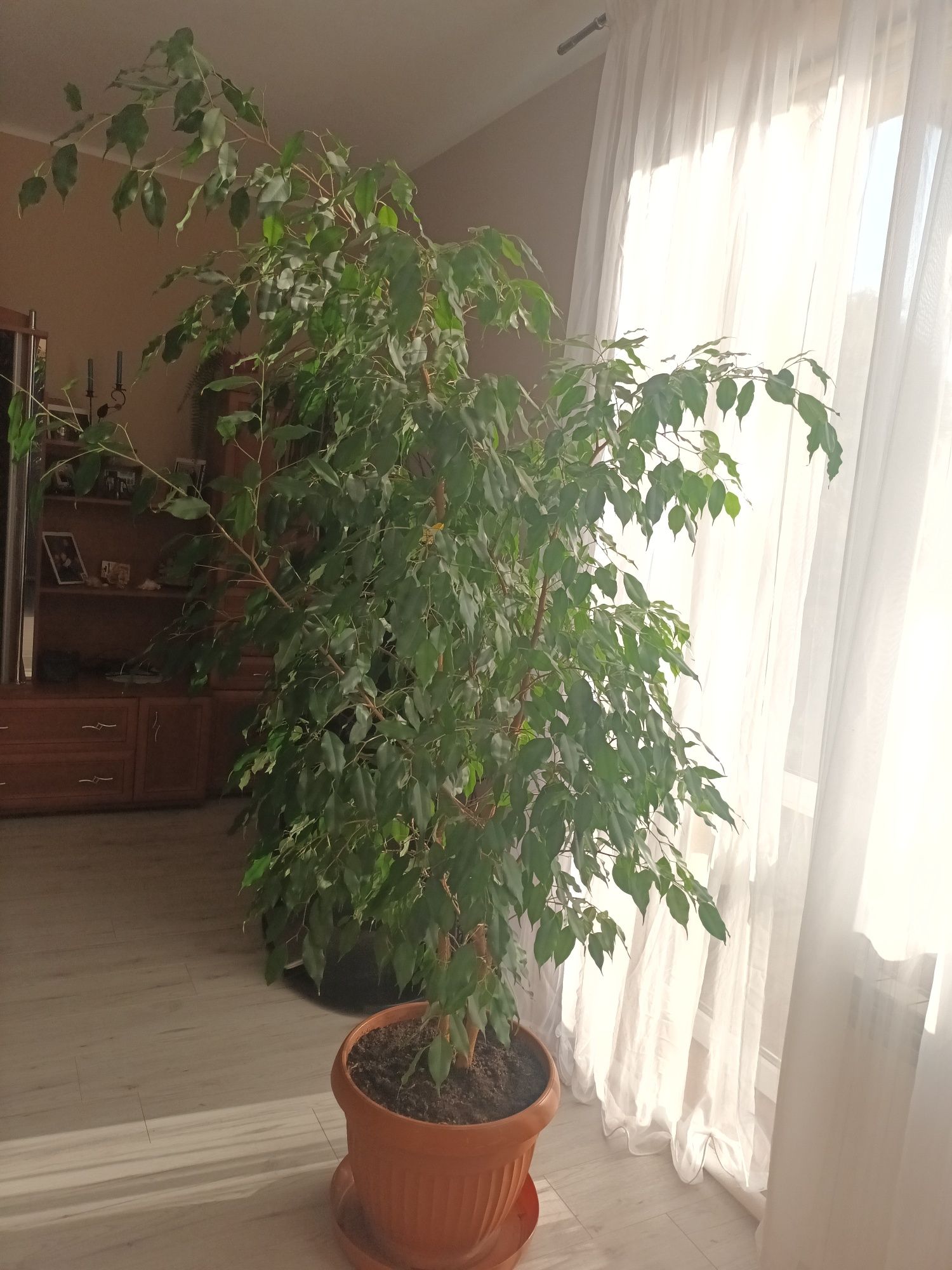 Figowiec Benjamina