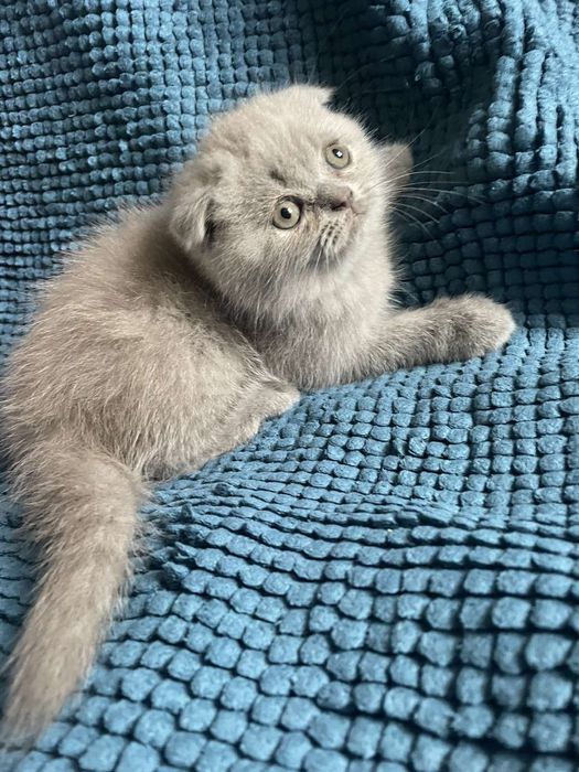 Шотландське кошеня - чудова плюшева  висловушка (Scottish Fold)