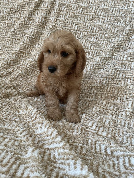 Cockapoo pudel spaniel hybryda złoty