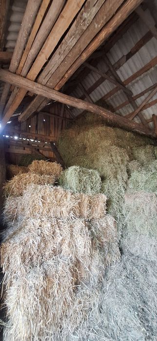 Kostki siana /slomy świeże